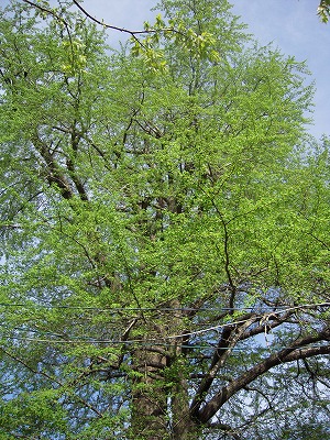 e0066062_22165643.jpg