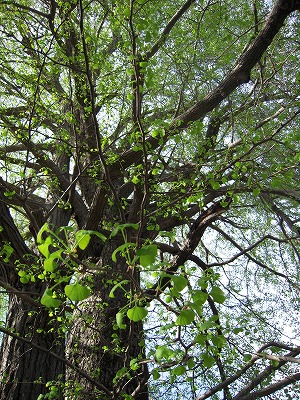 e0066062_221751.jpg