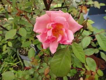 f0195963_1850659.jpg