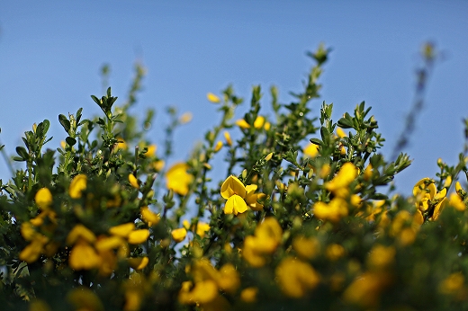 e0190885_215750.jpg