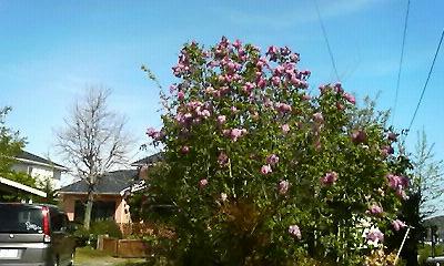 a0130586_21491775.jpg