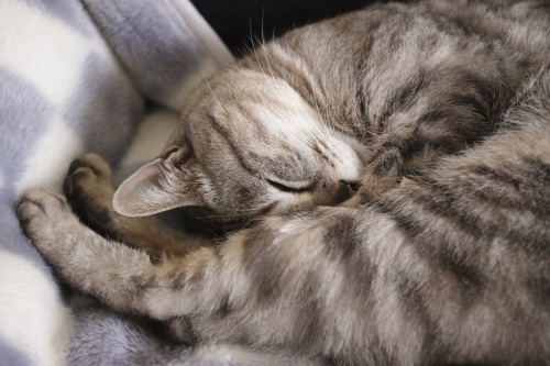 すっきりしない ひとり猫ベッドで眠るお嬢さん