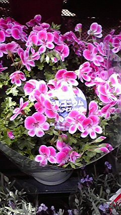 d0135899_12552330.jpg
