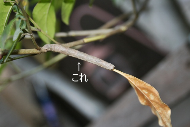 c0184402_9524445.jpg