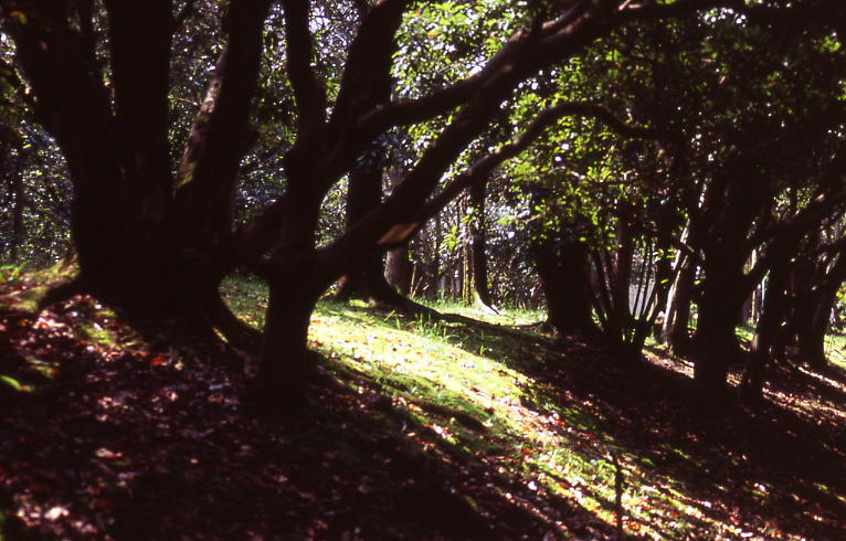 d0071507_21441092.jpg