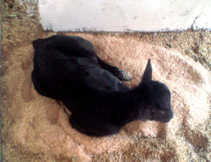 f0135908_21261193.jpg