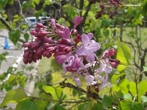 b0044825_9433272.jpg