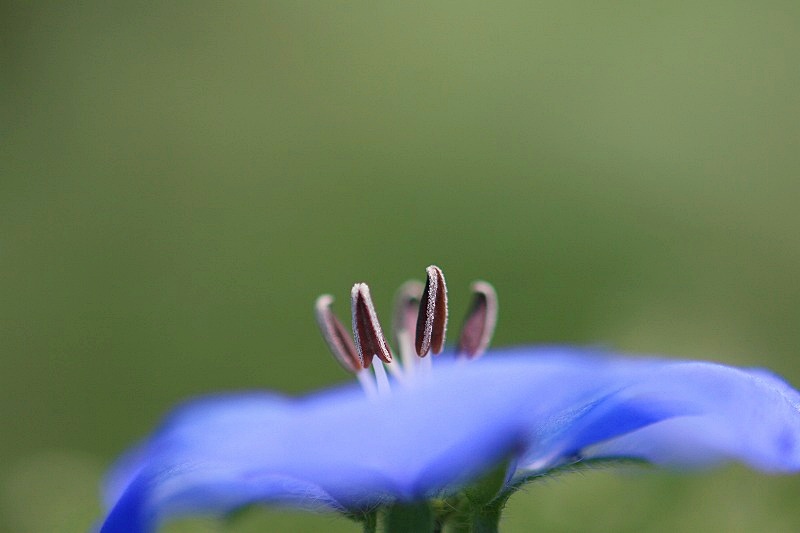 e0052135_1737177.jpg