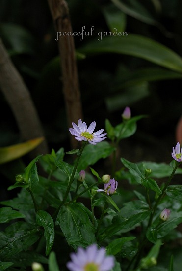 f0229039_11275410.jpg