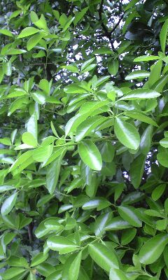 b0014350_20575261.jpg