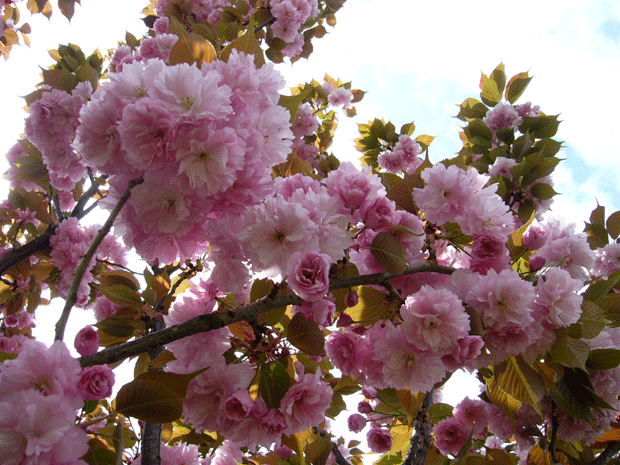 c0225153_0513368.gif