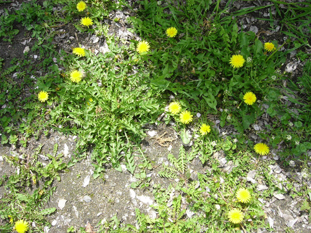 c0225153_0523590.gif