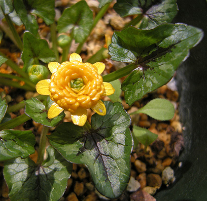 a0001354_21104090.jpg