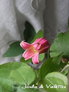 e0118257_1651237.jpg