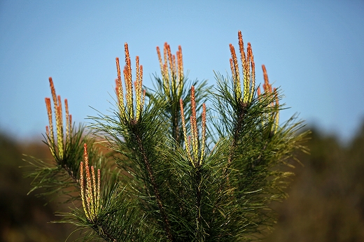 e0190885_2011135.jpg