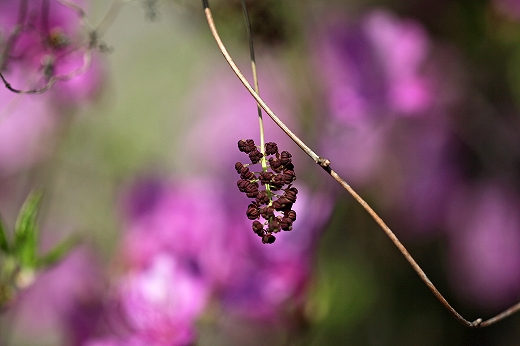e0190885_20112951.jpg