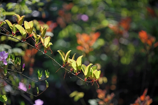 e0190885_20113746.jpg