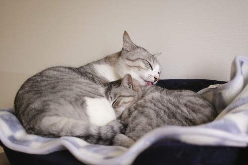 寒いし、雨降りだし 仲良く猫ベッドで寛ぐ縞縞兄妹