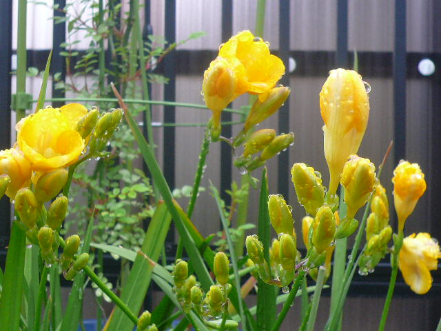 e0026017_1515641.jpg