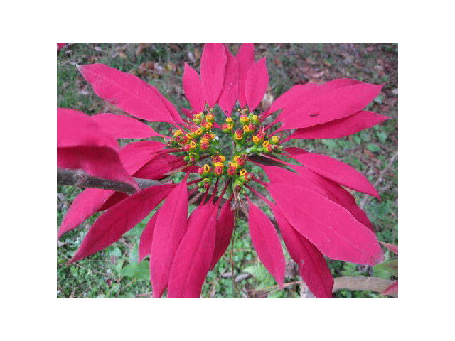 b0012636_151748.gif
