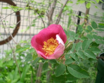 c0186463_15232168.jpg