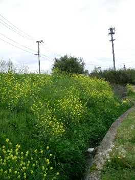 c0186463_1604996.jpg