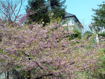 c0050264_11393038.jpg