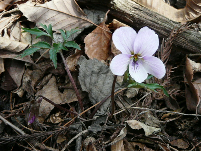 e0145782_1725885.jpg