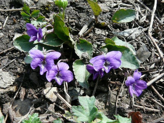 e0145782_1726286.jpg