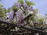 a0142083_15165429.jpg
