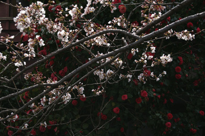 b0003483_0333924.jpg