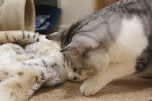 えいっ 隣の部屋から駆け込んで来たお坊ちゃん