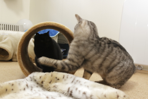 大きなモグラ発見! じゃらしではなく、小娘に猫パンチのお嬢さん