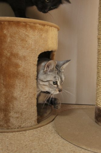 楽勝♪ 猫タワーのハウスから獲物を狙うお嬢さんに気付かれずにハウスの上に上る小僧