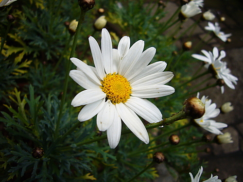 b0114403_984486.jpg