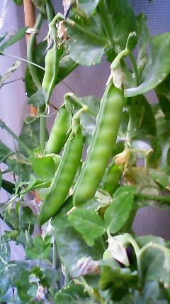 c0017505_8154535.jpg