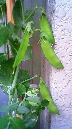 c0017505_8154538.jpg