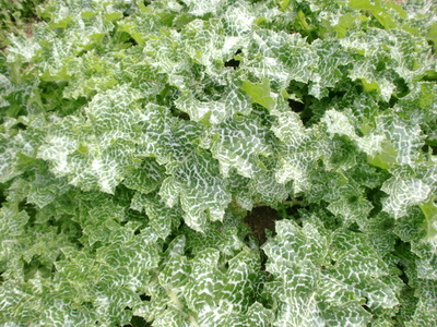 f0144707_10103593.jpg