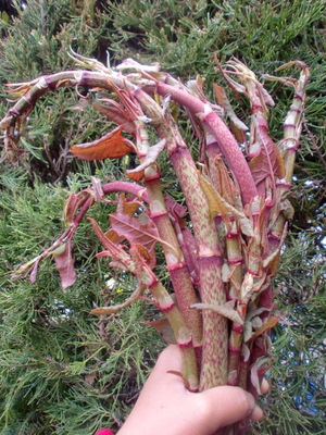f0144707_17204139.jpg