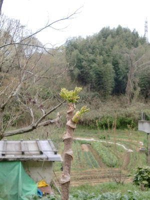 f0144707_964421.jpg