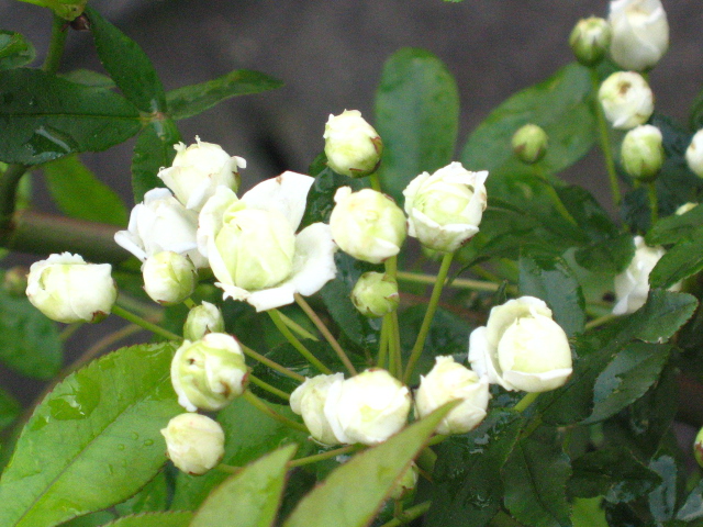 d0150309_20595846.jpg