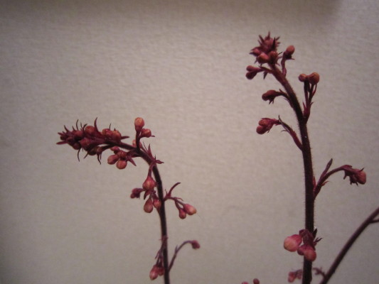 c0202870_026283.jpg