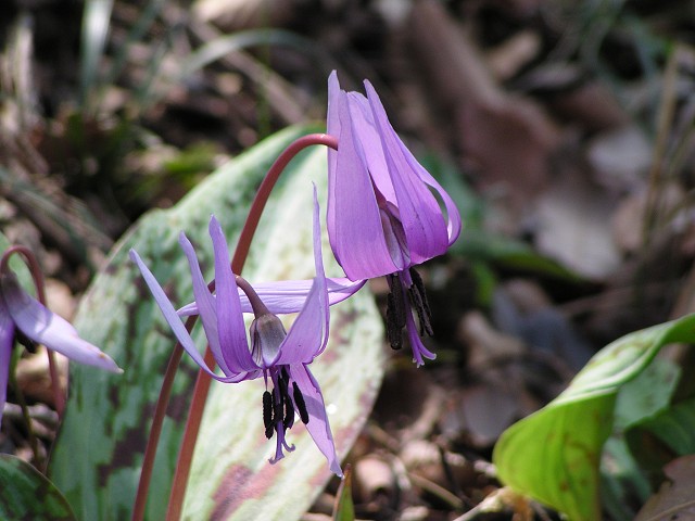 b0004675_1424169.jpg