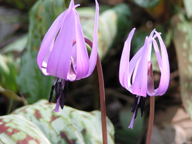 b0004675_1424553.jpg