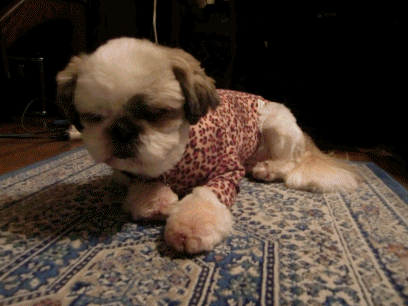 f0213476_802494.gif