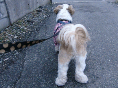 f0213476_804224.gif