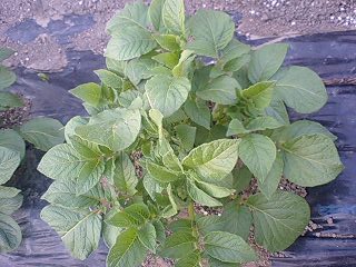 c0163102_20413446.jpg