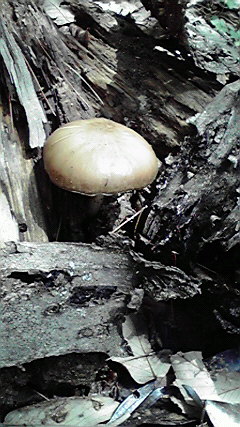 f0112506_2021426.jpg