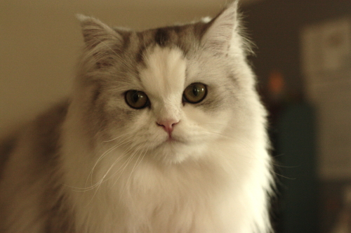 a0129020_20213349.jpg
