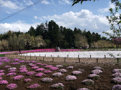 f0147025_855413.jpg